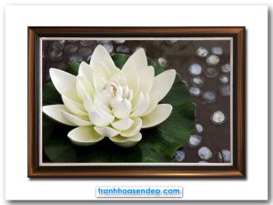 Mẫu tranh treo tường hình ảnh bông hoa súng trắng đẹp