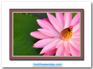Mẫu tranh đẹp hình ảnh bông hoa súng hồng nổi bật trên nền lá xanh