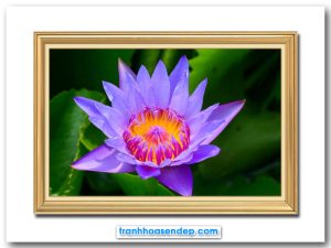 Mẫu tranh treo tường hình ảnh bông hoa súng tím đẹp