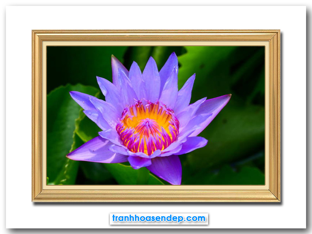Mẫu tranh treo tường hình ảnh bông hoa súng tím đẹp