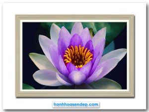 Mẫu tranh bông hoa súng tím đẹp