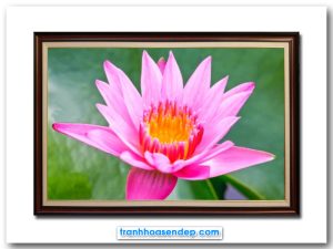 Mẫu tranh bông hoa súng hồng đẹp