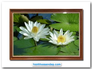 Mẫu tranh hoa súng trắng đẹp nở trong hồ