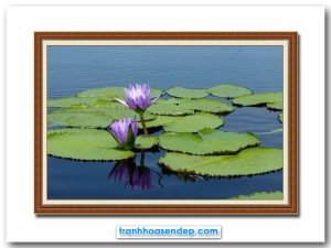 Mẫu tranh treo tường hình ảnh đầm hoa súng tím