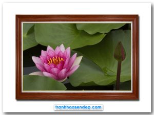 Mẫu tranh treo tường bông hoa súng nở trong đầm