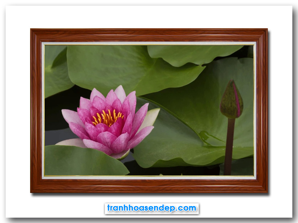 Mẫu tranh treo tường bông hoa súng nở trong đầm