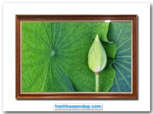 Mẫu tranh đẹp hình ảnh nụ sen trên tàu lá xanh