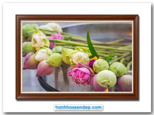 Bức tranh đẹp hình ảnh hoa sen hồng và hoa sen trắng