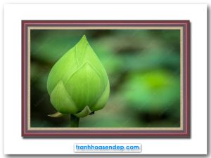 Bức tranh đẹp hình ảnh búp sen xanh
