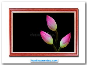 Mẫu tranh đẹp hình ảnh những nụ sen hồng trên nền đen