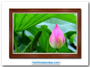 Bức tranh đẹp hình ảnh nụ sen hồng trong đầm lá xanh