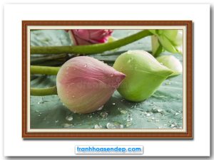 Bức tranh nụ hoa sen đẹp đặt trên tàu lá
