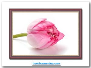 Mẫu tranh đẹp hình ảnh nụ hoa sen hồng trên nền trắng