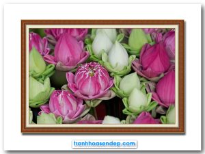 Tranh treo tường hoa sen hồng và hoa sen trắng đẹp