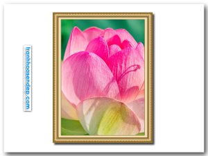 Bức tranh đẹp với hình ảnh bông hoa sen hồng khoe sắc dưới ánh nắng vàng