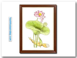Mẫu tranh khổ dọc đẹp hình ảnh hoa sen, lá, bát hạt và củ sen