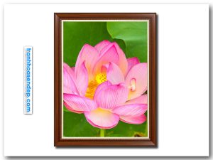 Bức tranh treo tường khổ đứng hình ảnh bông hoa sen hồng trên nền lá xanh