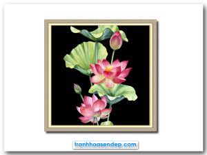 Mẫu tranh khổ vuông đẹp vẽ hình ảnh những bông hoa sen hồng và lá xanh trên nền đen