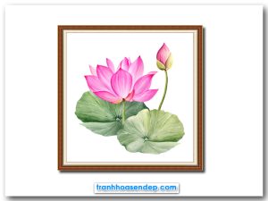 Mẫu tranh khổ vuông đẹp vẽ hình ảnh bông hoa sen hồng, búp nụ và những tàu lá màu xanh