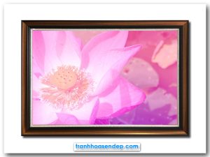 Mẫu tranh treo tường đẹp hình ảnh bông hoa sen hồng trên nền màu hồng mờ ảo nghệ thuật làm cả khung hình rực rỡ nổi bật