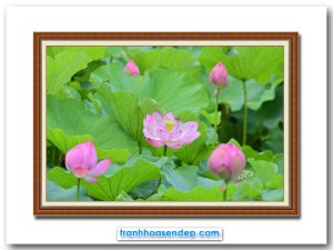Mẫu tranh treo tường đẹp hình ảnh những bông hoa sen hồng nở khoe sắc giữa đầm lá xanh tươi tốt