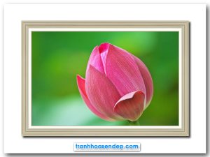 Mẫu tranh treo tường đẹp hình ảnh búp sen hồng đang chuẩn bị nở với màu tươi tắn nổi bật trên nền xanh lục mờ