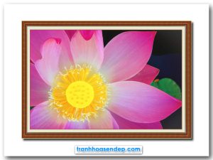 Mẫu tranh treo tường đẹp hình ảnh bông hoa sen nở đẹp với cánh hoa màu hồng và phần bát hạt nhụy phấn màu vàng tươi