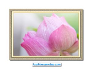 Mẫu tranh treo tường đẹp hình ảnh bông hoa sen hồng mờ ảo trong sương nắng