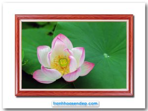 Mẫu tranh treo tường đẹp hình ảnh bông hoa sen nở đẹp với cánh hoa màu trắng phớt hồng nổi bật trên nền lá xanh