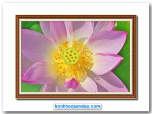 Mẫu tranh treo tường đẹp hình ảnh bông hoa sen hồng xòe nở đẹp khoe sắc dưới ánh nắng
