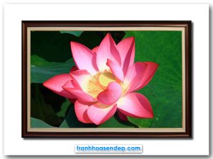 Mẫu tranh treo tường đẹp hình ảnh bông hoa sen hồng rực rỡ dưới nắng và nền lá xanh trong đầm