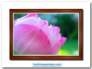 Mẫu tranh treo tường đẹp hình ảnh bông hoa sen hồng đang bung nở đẹp với góc chụp nghiêng