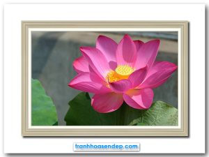 Mẫu tranh treo tường đẹp hình ảnh bông hoa sen nở với màu hồng tươi dưới ánh nắng