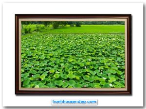 Mẫu tranh treo tường đẹp phong cảnh đầm sen quê hương xanh mát thanh bình