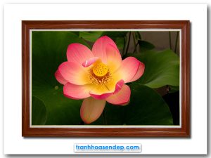 Mẫu tranh treo tường đẹp hình ảnh đầm sen với bông hoa nở màu hồng phớt vàng nổi bật