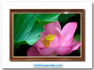Mẫu tranh treo tường đẹp hình ảnh bông hoa sen hồng tươi tắn lấp ló dưới tàu lá xanh trong đầm
