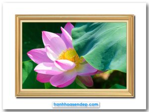 Mẫu tranh treo tường đẹp hình ảnh bông hoa sen hồng lấp ló dưới lá và ánh nắng chiếu đẹp