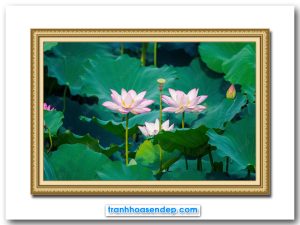 Mẫu tranh treo tường đẹp hình ảnh đầm hoa sen lá xanh tốt và những bông hoa màu hồng bung nở khoe sắc
