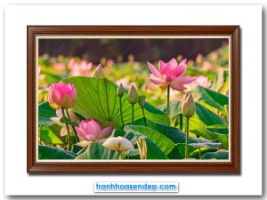 Mẫu tranh treo tường đẹp hình ảnh đầm hoa sen đang độ nở rộ với rất nhiều hoa và búp nụ đan xen với lá xanh