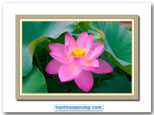 Mẫu tranh treo tường đẹp hình ảnh bông hoa sen khoe sắc hồng tươi giữa đầm lá xanh tươi tốt