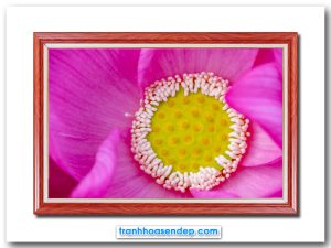 Mẫu tranh treo tường đẹp hình ảnh cận cảnh bông hoa sen với cánh màu hồng tươi và bát hạt tròn xoe ở giữa được bao phủ bởi các vòi nhụy phấn xung quanh