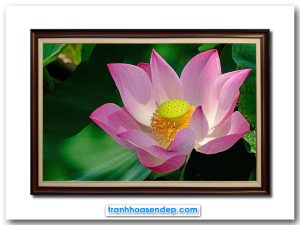 Mẫu tranh treo tường đẹp hình ảnh bông hoa sen hồng rực rỡ dưới nắng trên nền xanh của lá và màu tối của bóng mát