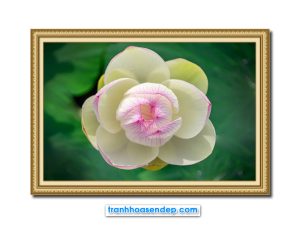 Mẫu tranh treo tường đẹp hình ảnh bông hoa sen đẹp có cánh hoa màu trắng phớt hồng đang xòe nở