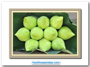 Mẫu tranh treo tường đẹp hình ảnh những búp sen đẹp được gói trong những tàu lá xanh