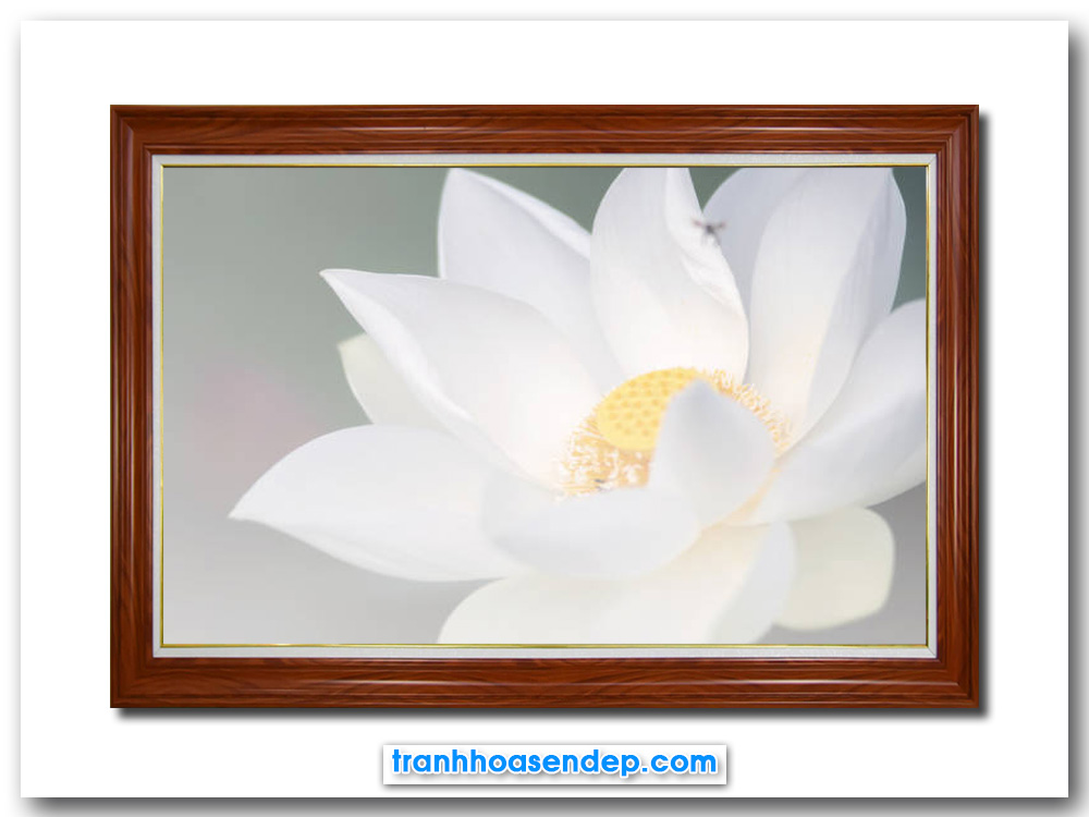 Mẫu tranh treo tường đẹp hình ảnh bông hoa sen trắng mờ ảo trong sương