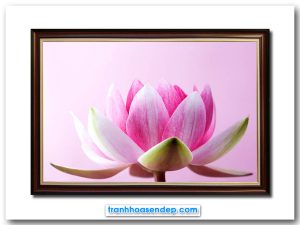 Mẫu tranh treo tường đẹp hình ảnh bông hoa súng hồng nở đẹp trên nền màu hồng phớt tím nhạt