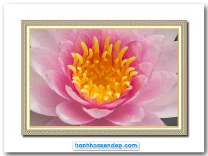 Mẫu tranh treo tường đẹp hình ảnh cận cảnh một bông hoa súng xòe nở với cánh màu hồng và nhụy phấn vàng tươi tắn