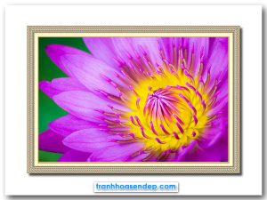 Mẫu tranh treo tường đẹp hình ảnh cận cảnh một bông hoa súng cánh tím tụy vàng tươi tắn rực rỡ