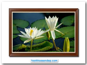 Mẫu tranh treo tường đẹp hình ảnh đầm súng với những bông hoa màu trắng tinh khôi bung nở khoe sắc