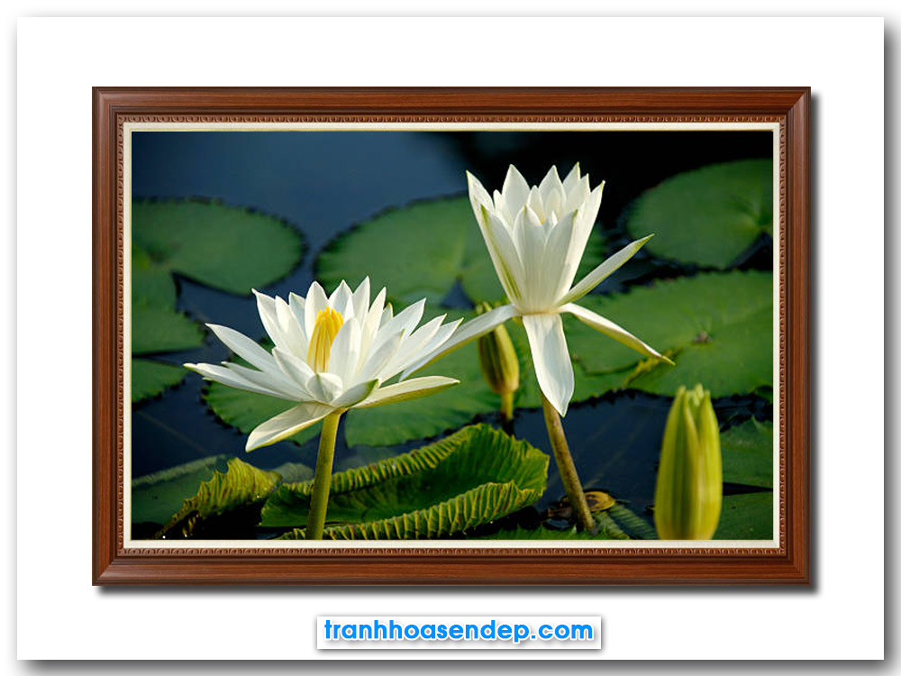 Mẫu tranh treo tường đẹp hình ảnh đầm súng với những bông hoa màu trắng tinh khôi bung nở khoe sắc